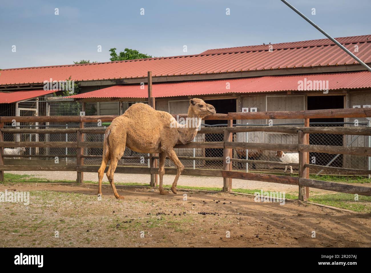 Dromedario arabo un cammello humbed in uno zoo.Karditsa, Grecia Foto Stock