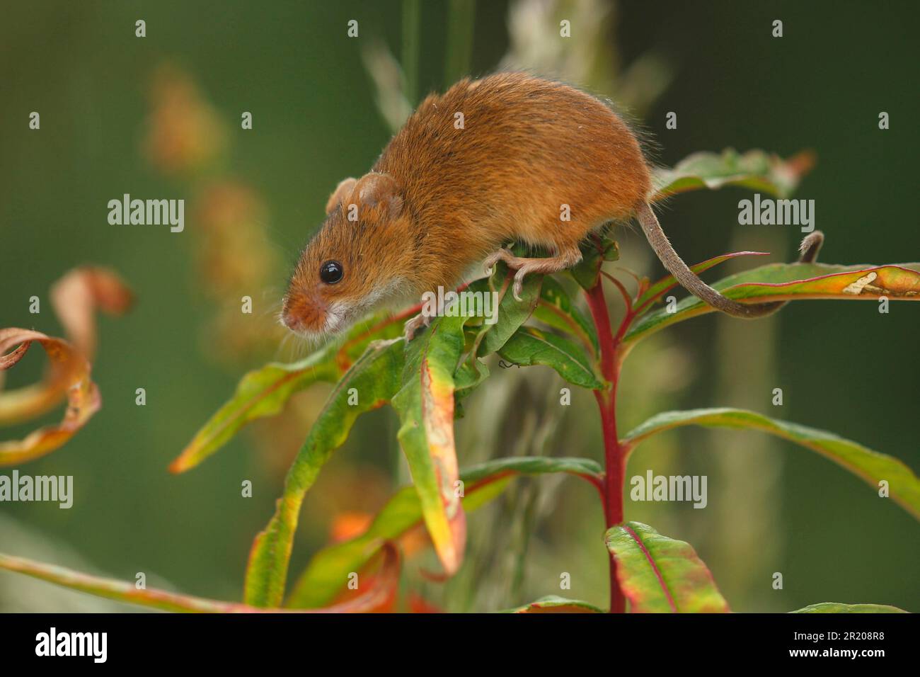 Harvest mouse (Micromys minutus) adulto, arrampicata su vegetazione hedgerow, Yorkshire, Inghilterra, Regno Unito Foto Stock