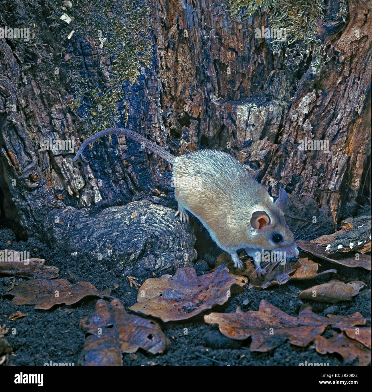 Spiny mouse, topi Spiny, topi, mouse, roditori, Mammiferi, animali, Cairo Spiny cairo spinoso topo (Acomys cahirinus) Foto Stock