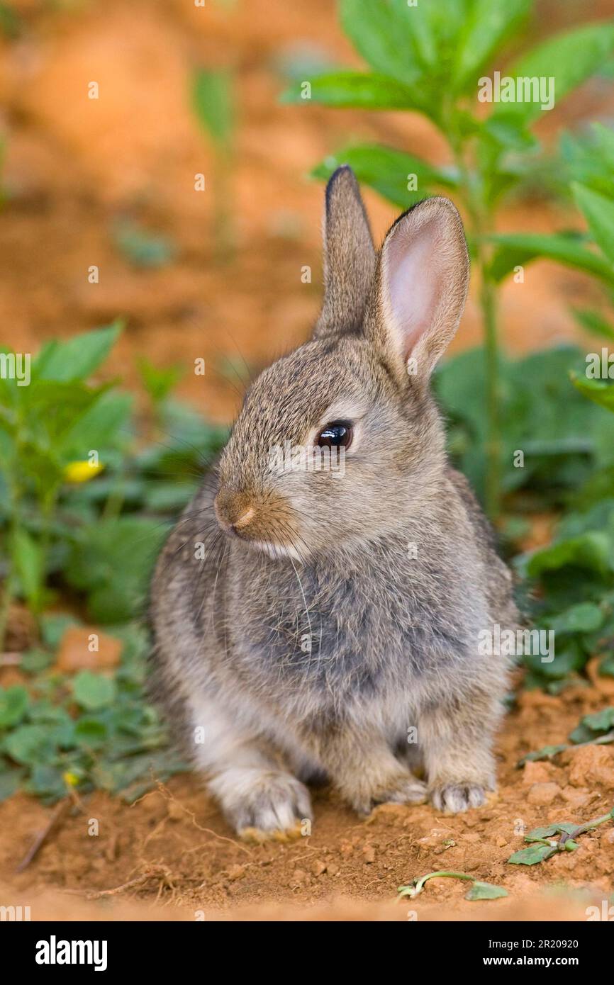 Coniglio europeo (Oryctolagus cuniculus) giovane, seduto sotto la siede vicino a Warren, Oxfordshire, Inghilterra, Regno Unito Foto Stock