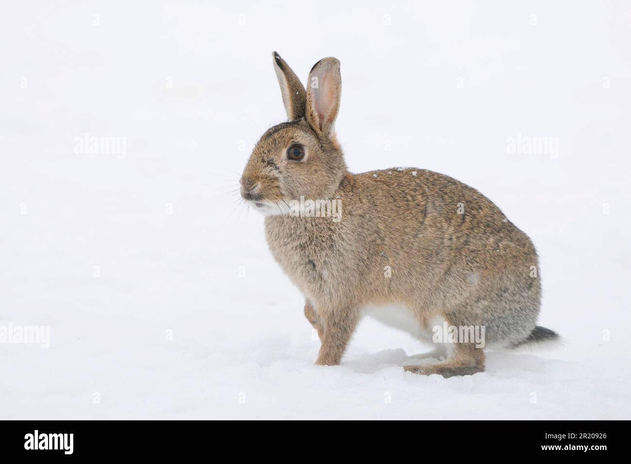 Coniglio europeo adulto (Oryctolagus cuniculus) in piedi nella neve, Suffolk, Inghilterra, Regno Unito Foto Stock