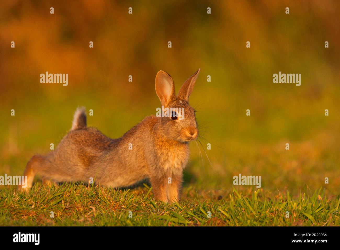 Coniglio europeo (Oryctolagus cuniculus) giovane, allerta, che si estende su palude pascolo, Norfolk, Inghilterra, Regno Unito Foto Stock