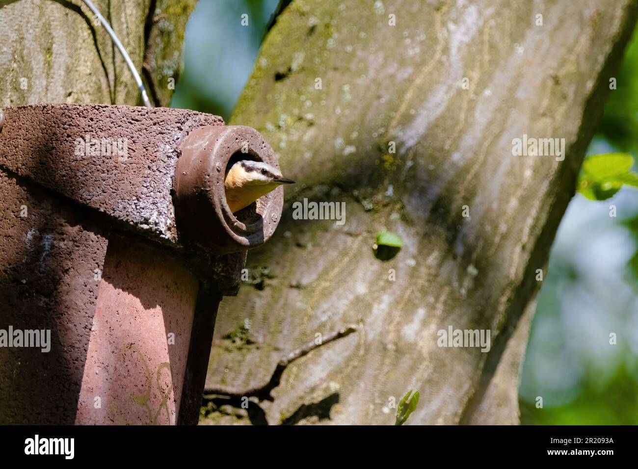 Nuthatch (Sitta europaea) uccello nuthatch eurasiatico eruttante, primo piano foto di uccelli con sfondo sfocato, legno comune e uccello da giardino Foto Stock