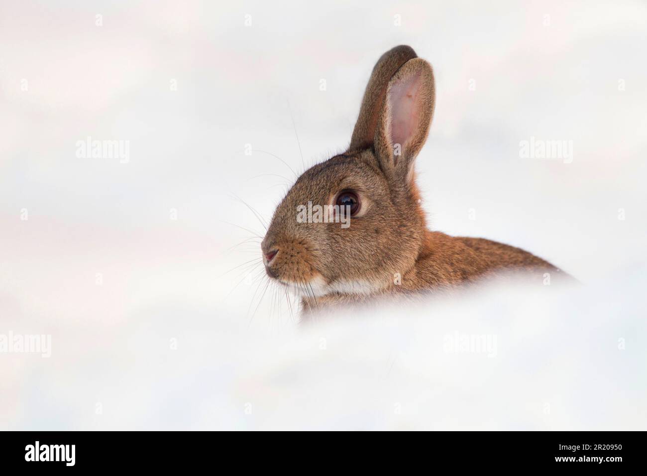 Coniglio europeo adulto (Oryctolagus cuniculus), seduto in un giardino coperto di neve, Chirnside, Berwickshire, Scozia, Regno Unito Foto Stock