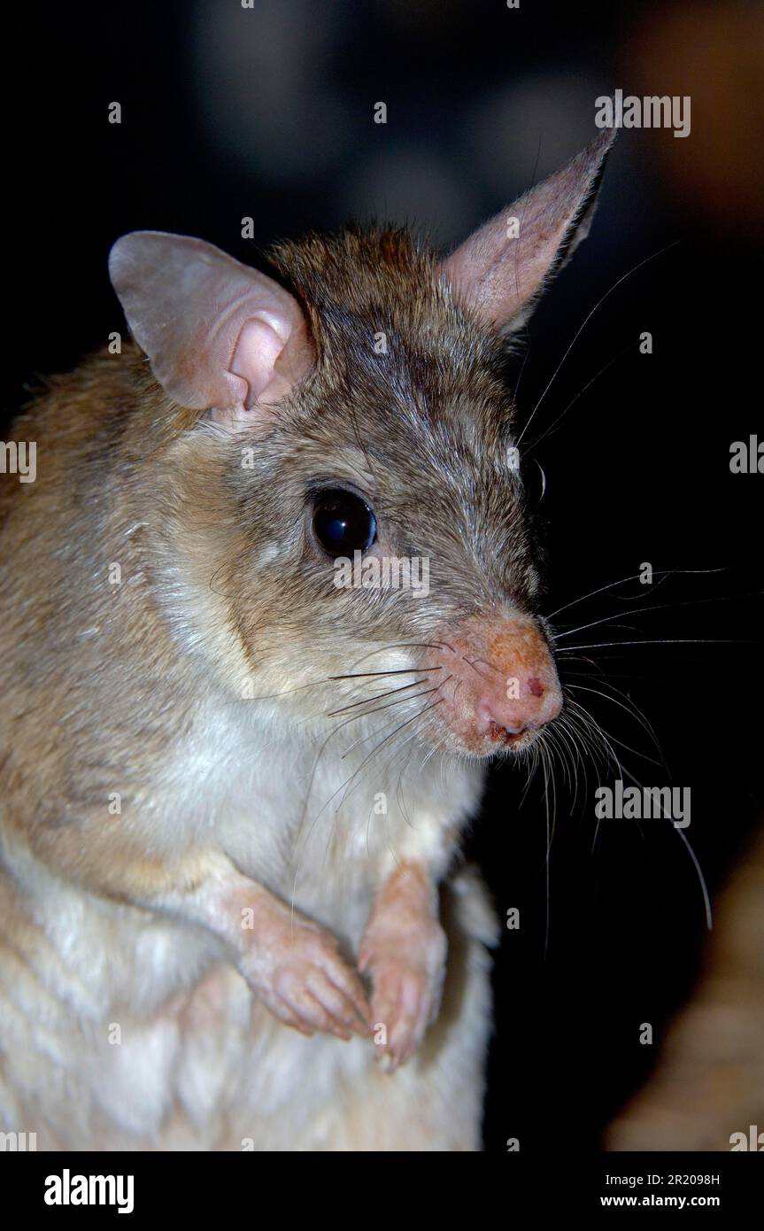 Ratto gigante che salta ipogeomys antimena immagini e fotografie stock ...