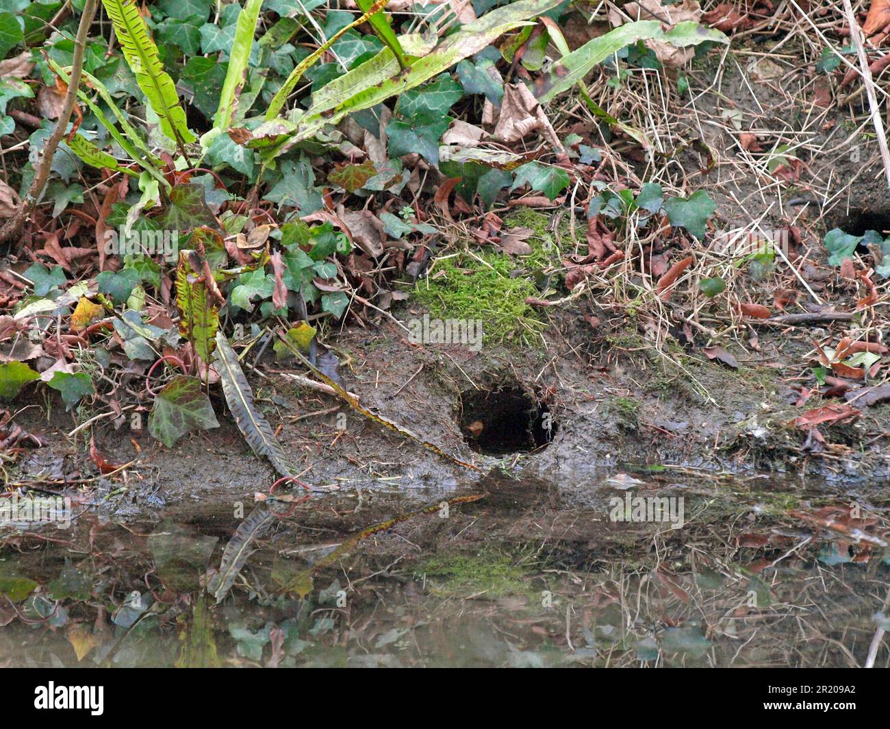 Shrew orientale, volume d'acqua europeo (Arvicola terrestris), ratto d'acqua, topo shrew, ratti d'acqua, topi shrew, topi shrew, topi, topi, roditori, mammiferi Foto Stock