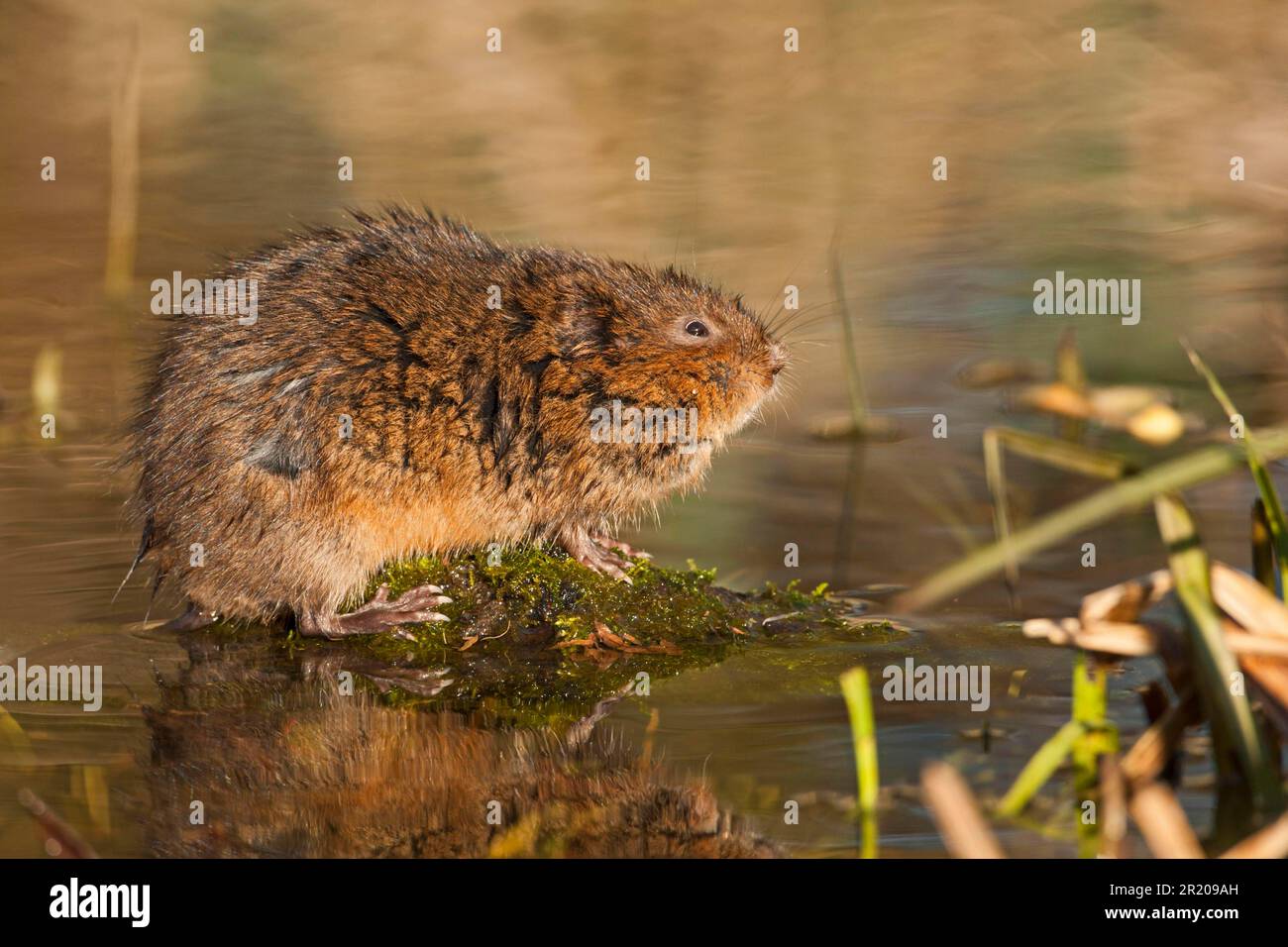 Grata orientale, volume d'acqua europeo (Arvicola terrestris), ratto d'acqua, volume d'acqua, volume d'acqua, volume d'acqua, volume d'acqua, volee, topi, topi, roditori, mammiferi Foto Stock