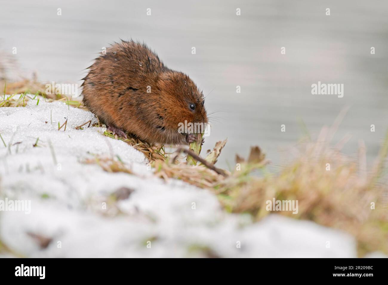 Shrew orientale, acqua di volume europeo (Arvicola terrestris), ratto d'acqua, shrew, voles, ratti d'acqua, shrews, voles, topi, topo, roditori, mammiferi Foto Stock