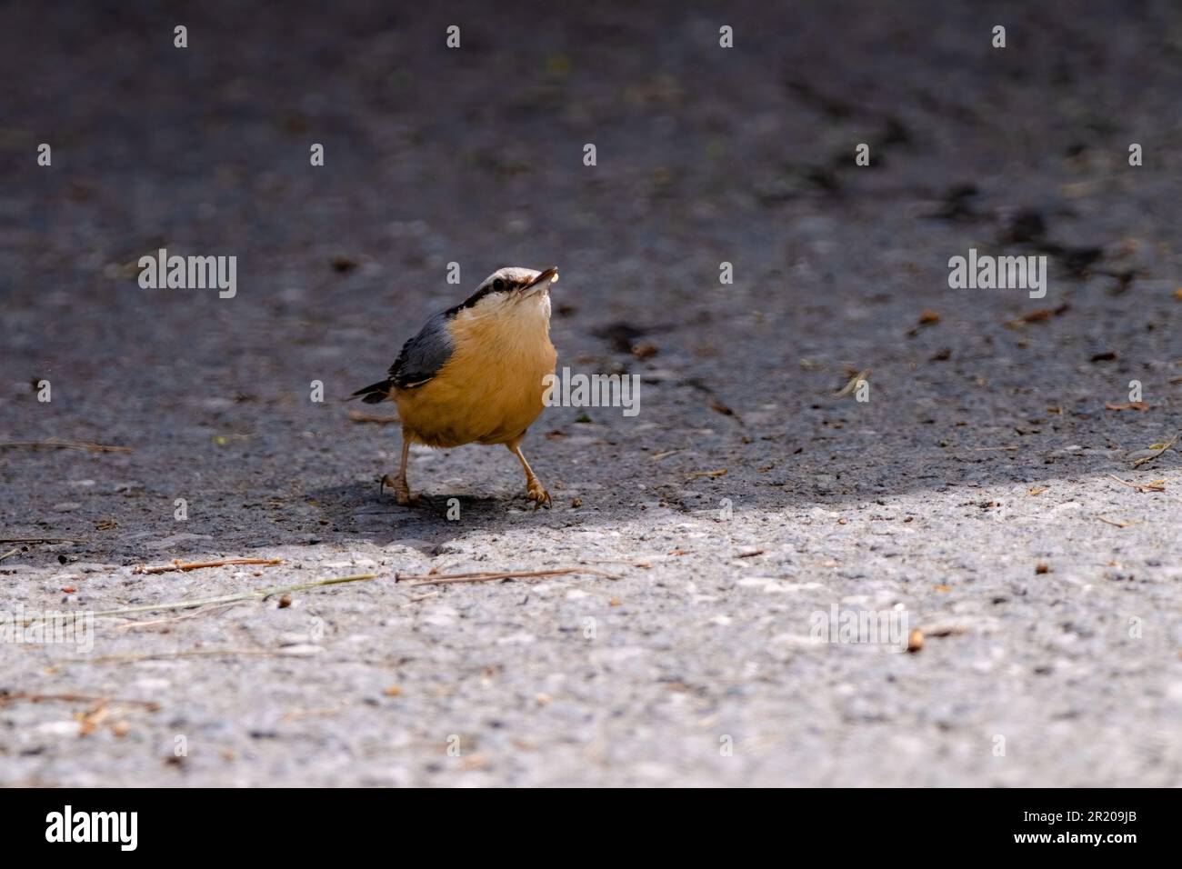 Nuthatch (Sitta europaea) uccello nuthatch eurasiatico eruttante, primo piano foto di uccelli con sfondo sfocato, legno comune e uccello da giardino Foto Stock