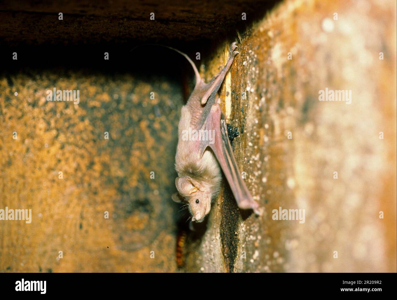 Hardwickes Bat con coda di topo, Hardwickes Bat con coda di topo, Bat, mammiferi, animali, Bat a coda di ratto minore (Rhinopoma hardwickei) Foto Stock