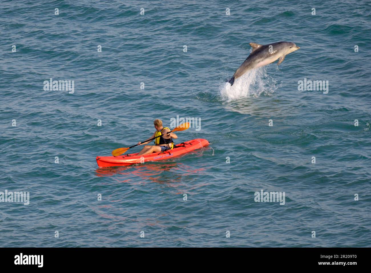 Dolphin (Tursiops truncatus) con naso a bottiglia per adulti che saltano accanto a kayak, Folkestone, Kent, Inghilterra, Regno Unito Foto Stock