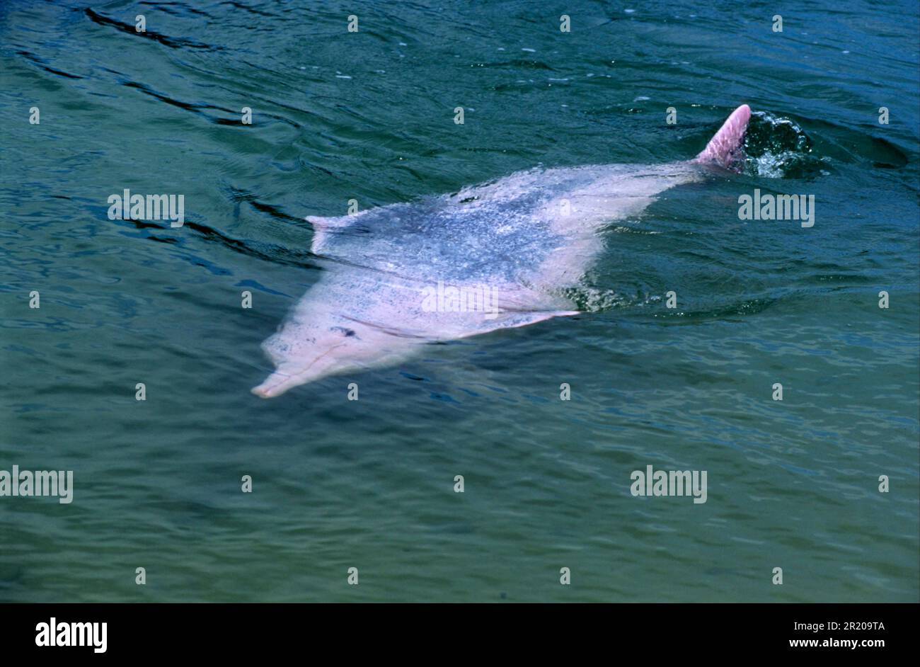 Delfini bianchi cinesi, delfini humpback indo-pacifico (Sousa chinensis), delfini bianchi cinesi, delfini bianchi cinesi, delfini, mammiferi marini Foto Stock