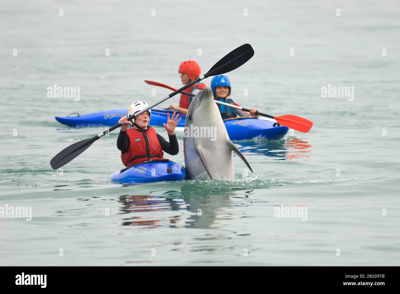 Delfino tursiope (Tursiops truncatus) 'Dave', solitario 'amichevole' adulto, giocando con il ragazzo in kayak, Folkestone, Kent, Inghilterra, Regno Unito Foto Stock