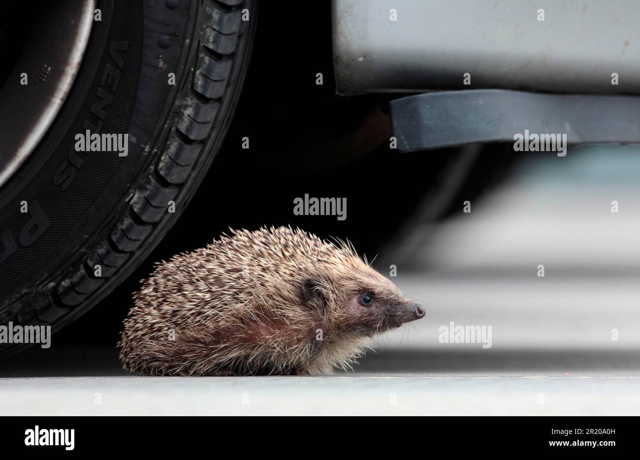 Europeo Hedgehog (Erinaceus europaeus) adulto, in piedi tra foglie cadute, Norfolk, Inghilterra, Regno Unito Foto Stock