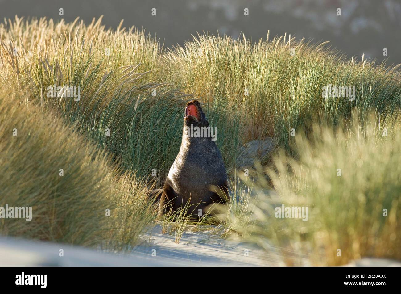 Neophoca Hookeri, Leone di Mare della Nuova Zelanda, Leone di Mare della Nuova Zelanda, Leone di Mare di Auckland, Leone di Mare di Hooker, Leone di Mare di Hooker, Leone di Mare di Auckland Foto Stock