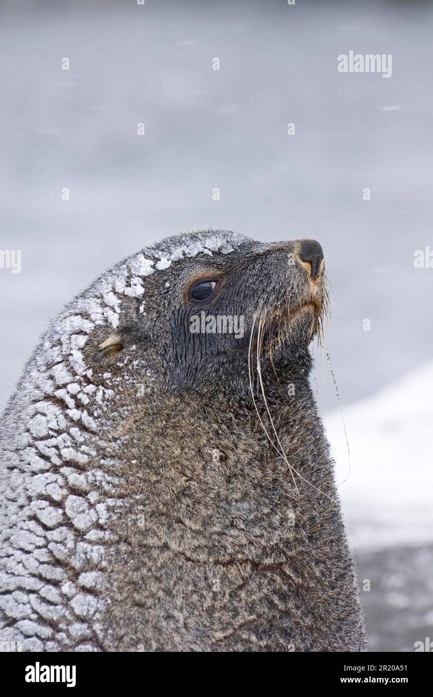 Foca Kerguelen da pelliccia, foca Kerguelen da pelliccia, foca antartica da  pelliccia, foca antartica da pelliccia, mammiferi marini, Predatori, foche,  mammiferi, animali, pelliccia antartica Foto stock - Alamy