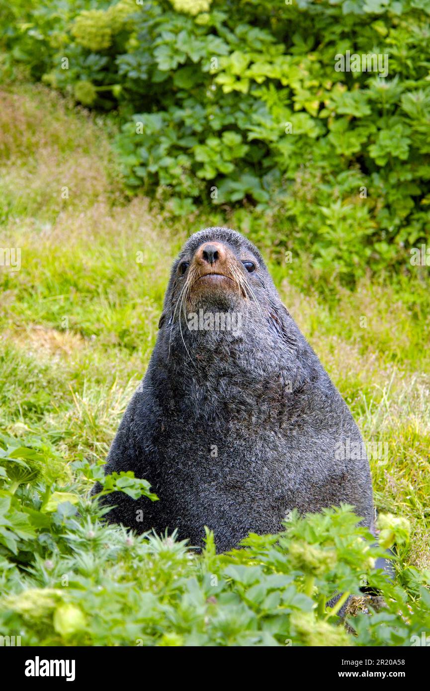 Fur Seal settentrionale (Callorhinus ursinus) Isola di Saint Paul, Isole di Pribilof, Alaska (U.) S. A. Foto Stock