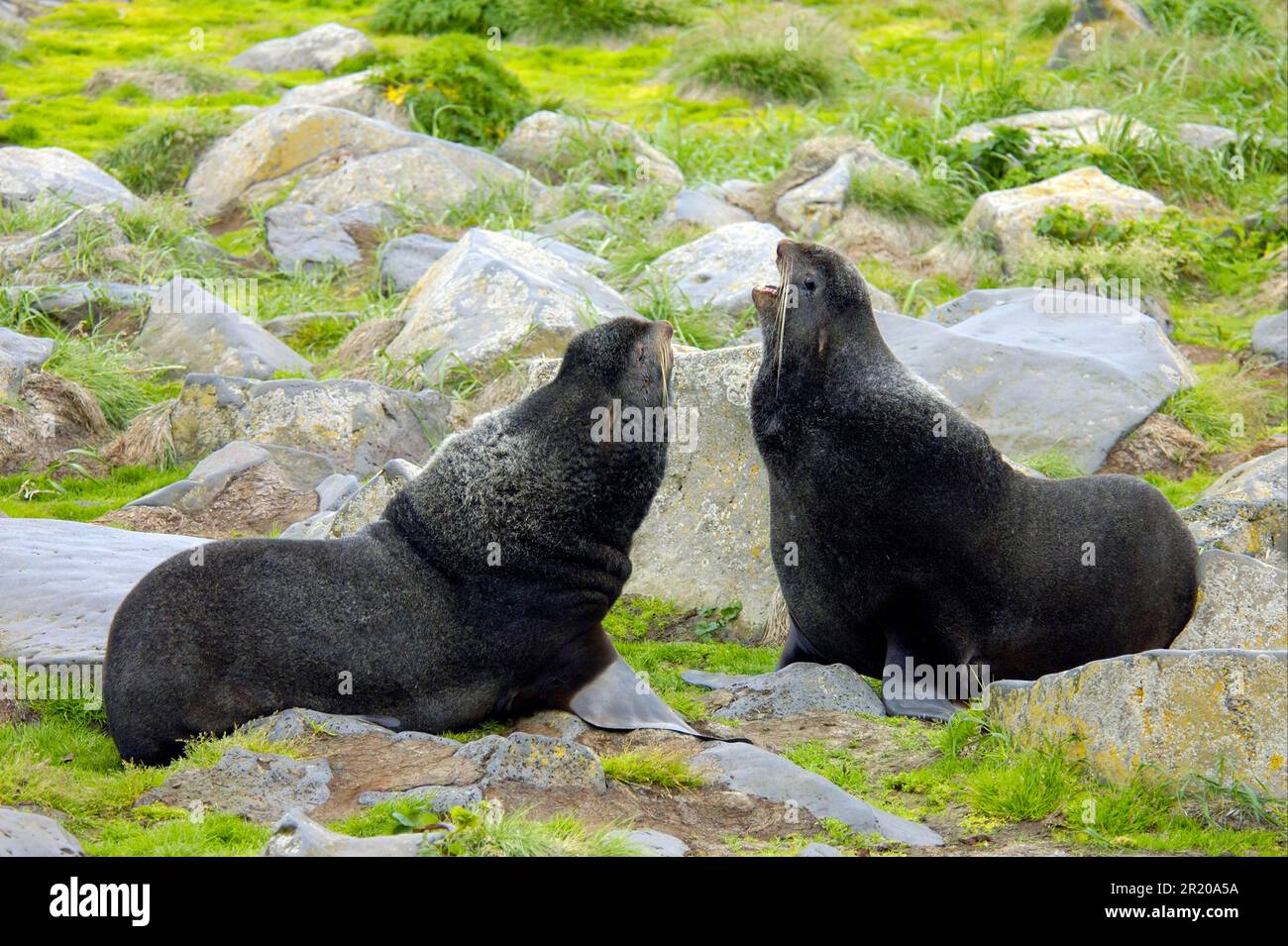 Northern Fur Seal (Callorhinus ursinus) lotta per maschi, Saint Paul Island, Pribilof Islands, Alaska (U.) S. A. Foto Stock