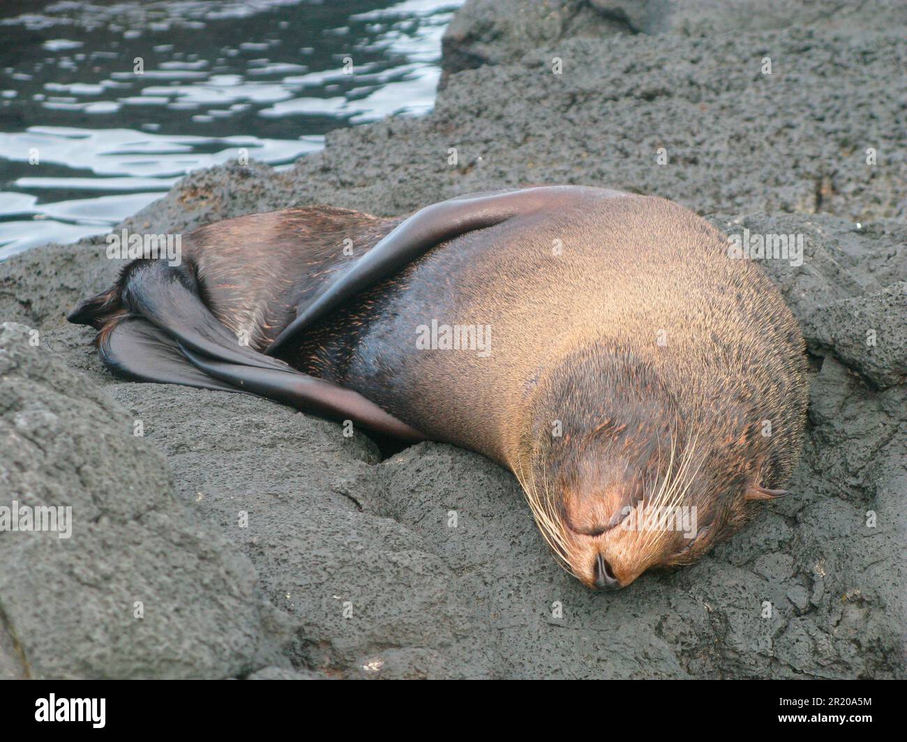 Galapagos Sea Bear, foca da pelliccia meridionale (Arctocephalus), mammiferi marini, predatori, foche, mammiferi, Animali, Galapagos Fur Seal galapago Foto Stock