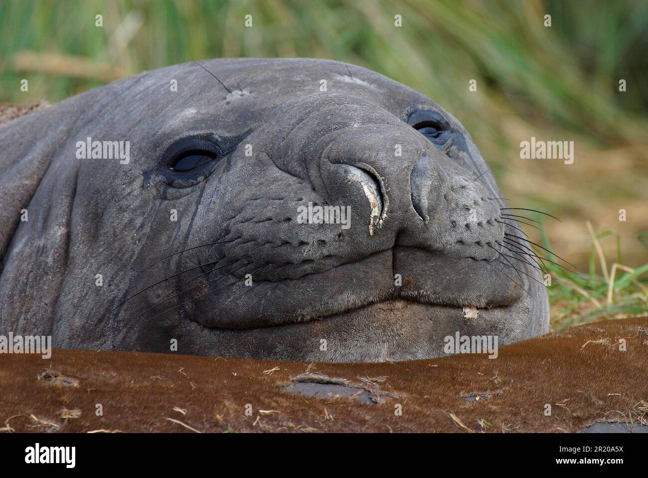 Foca dell'elefante meridionale, foche dell'elefante meridionale, mammiferi marini, predatori, foche, Mammiferi, animali, foca dell'elefante meridionale (leonina Mirounga) Foto Stock