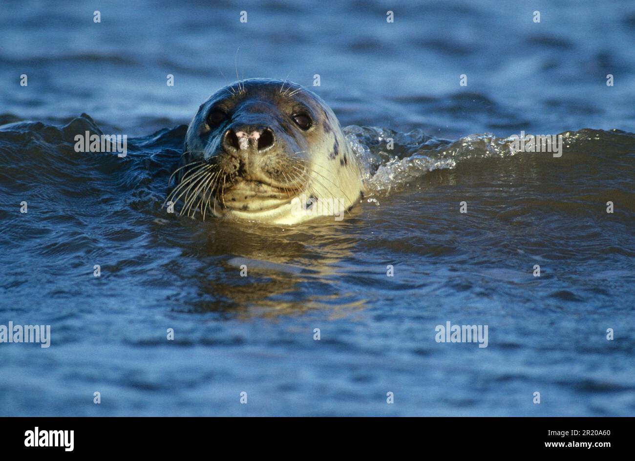 Foche grigie, foche grigie (halichoerus grypus), mammiferi marini, predatori, foche, mammiferi, Animali, Sigillo grigio primo piano della testa Foto Stock