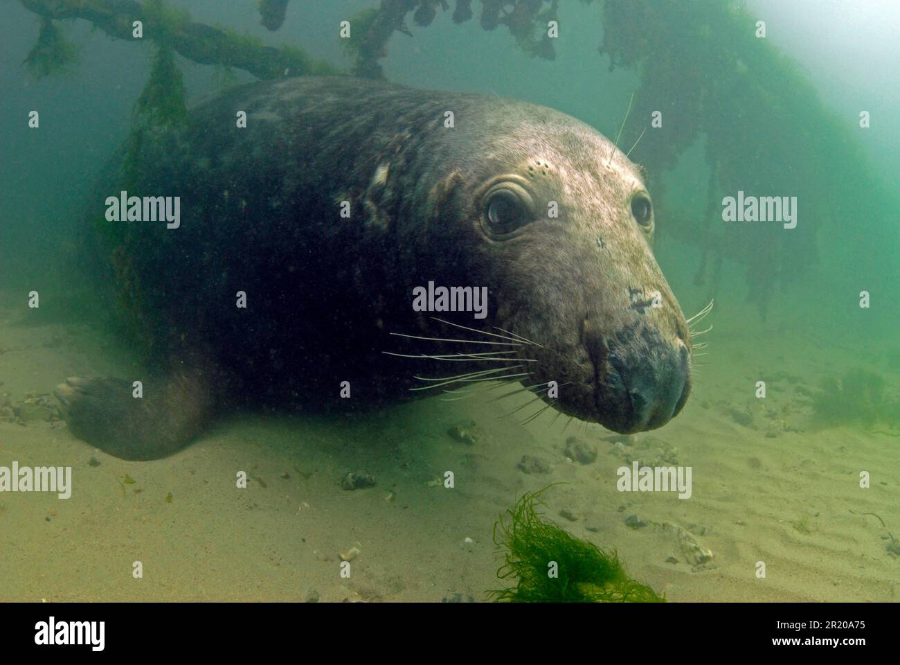 Sigillo grigio (Halichoerus grypus), maschio adulto, riposante sott'acqua sotto le catene di boa ancorate, Newquay Harbour, Cornwall, Inghilterra, Regno Unito Foto Stock