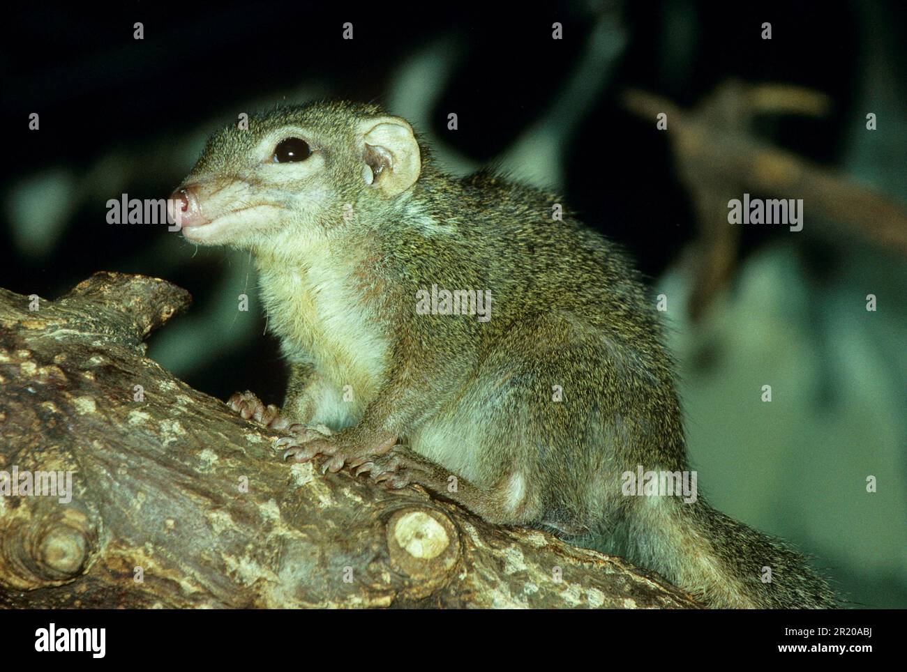 Corone di albero comune, comune (Tupaja), corone di albero comune, tupaja comune, corone di albero comune, Animali, mammiferi, grai, albero comune Foto Stock