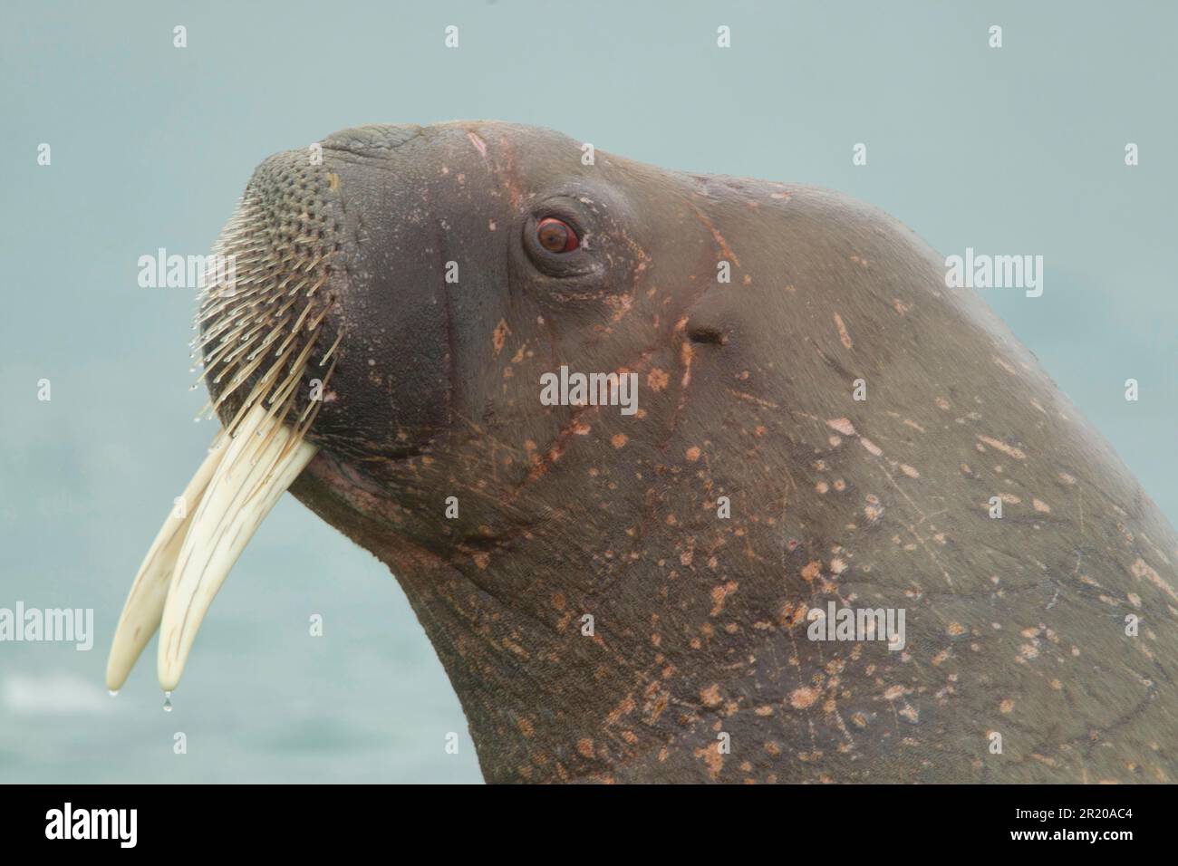 Atlantic Walrus (Odobenus rosmarus rosmareus) adulto, primo piano della testa, Svalbard Foto Stock