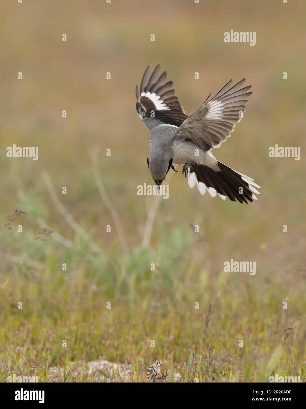 Loggerhead Shrike (Lanius ludivicianus) Isola di Antelope Utah USA Foto Stock