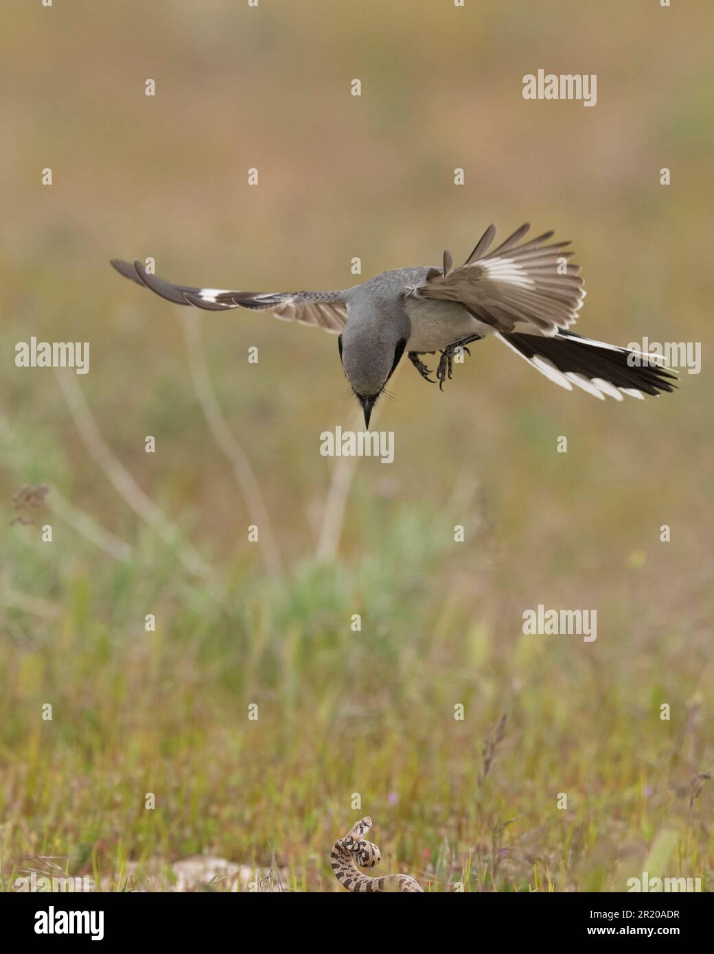 Loggerhead Shrike (Lanius ludivicianus) Isola di Antelope Utah USA Foto Stock