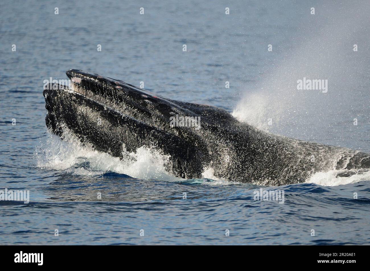 Megattere adulto (Megaptera novaeangliae), schizzi e aggressivo comportamento testa-bobbing in superficie, Baja California, Messico Foto Stock