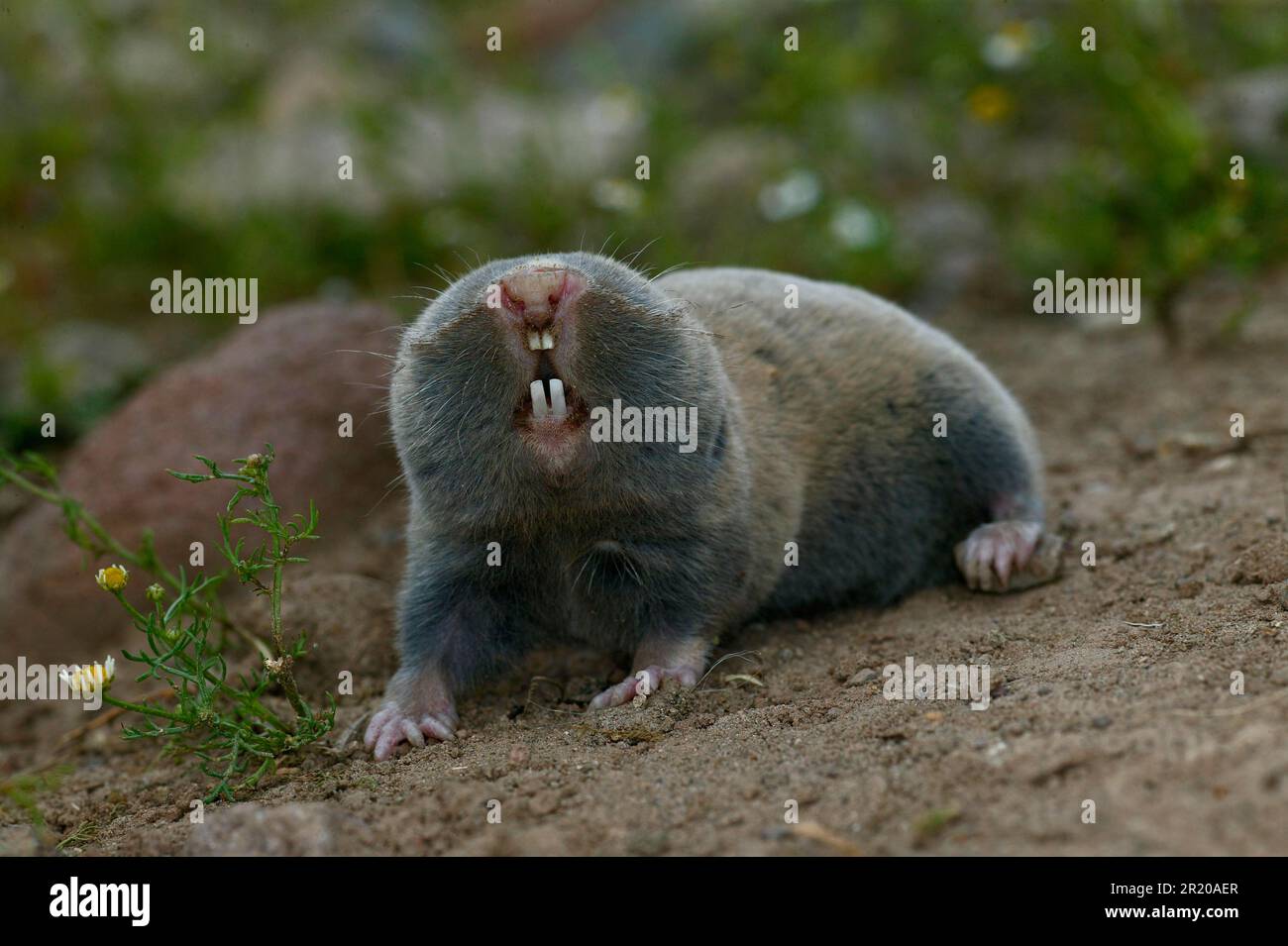 Piccolo ratto di mole (leucodone di Nannospalax) adulto, Bulgaria Foto Stock