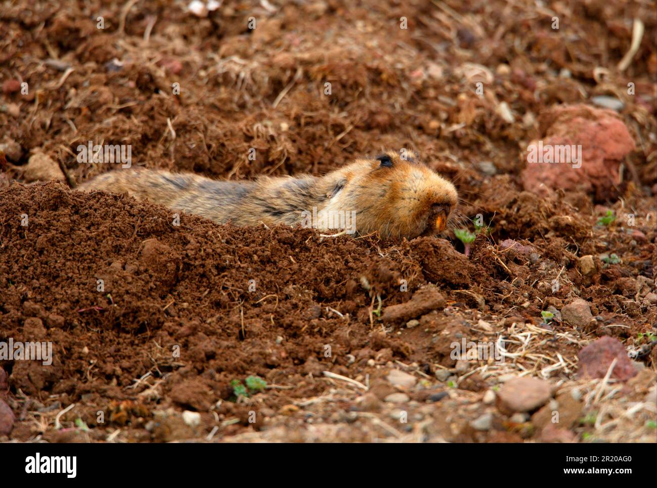 Ratto mole a testa grossa (Tachyoryctes macrocephalus) adulto, scavando, spingendo terreno dallo scavo, Bale Mountains N. P. Oromia, Etiopia Foto Stock