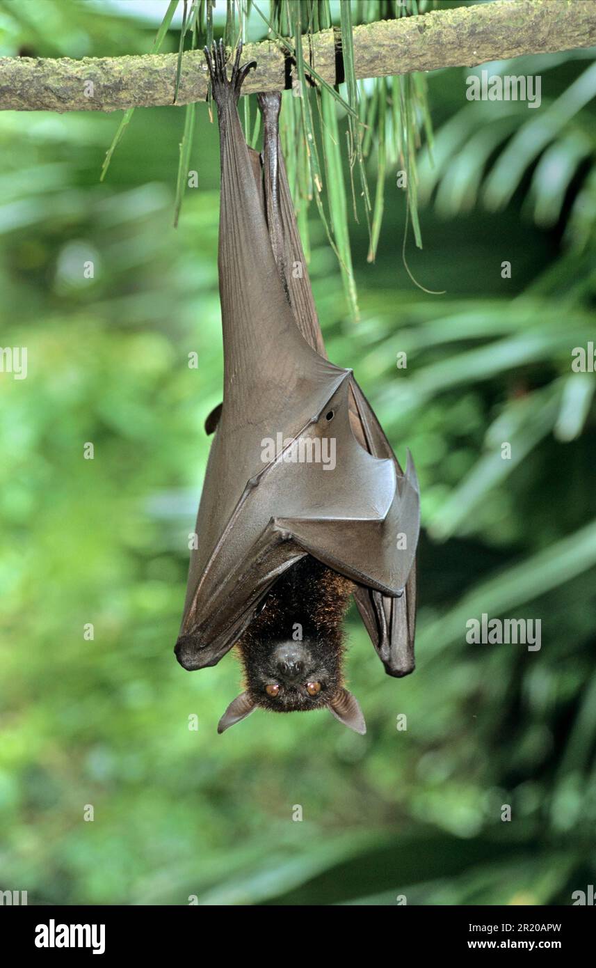 Kalong, Kalong Flying Fox, Kalong, cani volanti di Kalong, pipistrelli, Mammiferi, animali, volpe volante malese (Pteropus vampyrus) Asia sudorientale Foto Stock