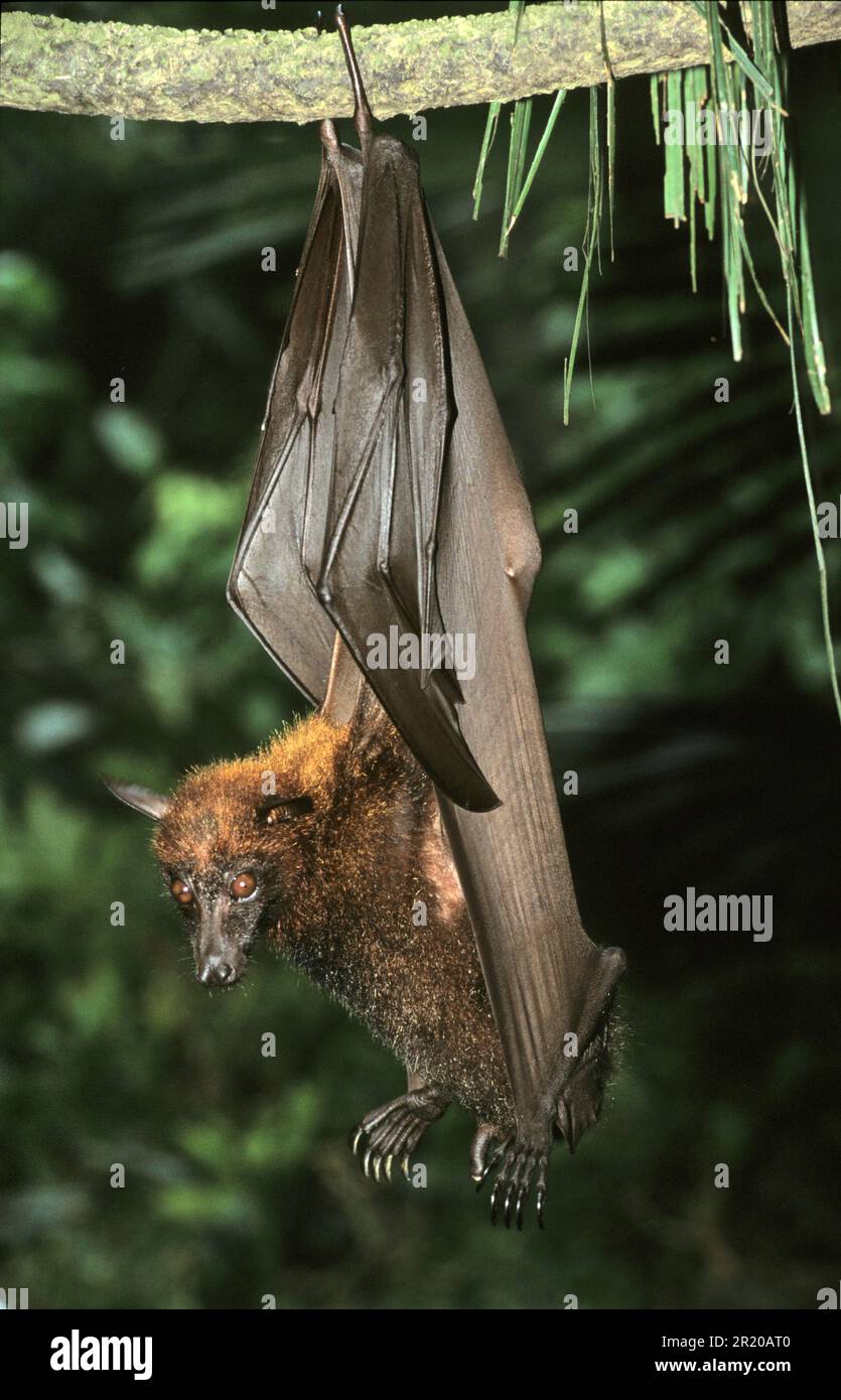 Kalong, Kalong Flying Fox, Kalong, cani volanti di Kalong, pipistrelli, Mammiferi, animali, volpe volante malese (Pteropus vampyrus) Asia sudorientale Foto Stock