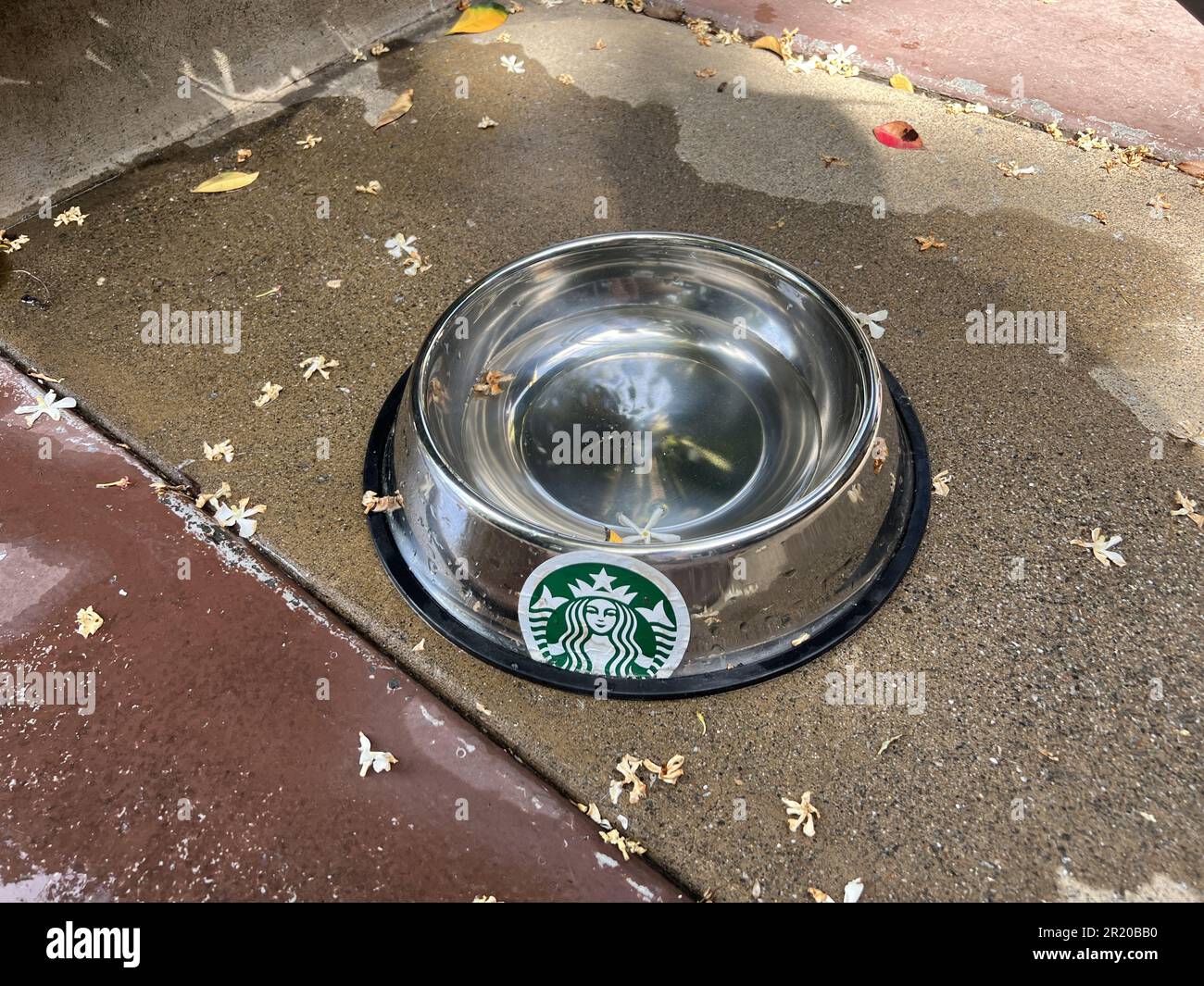 STATI UNITI. 03rd giugno, 2022. Ciotola per animali domestici con logo presso uno Starbucks a Lafayette, California, 3 giugno 2022. (Foto di Smith Collection/Gado/Sipa USA) Credit: Sipa USA/Alamy Live News Foto Stock
