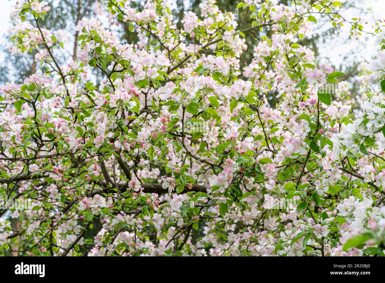 Fioritura ciliegia fiore albero giardino in primavera Foto Stock