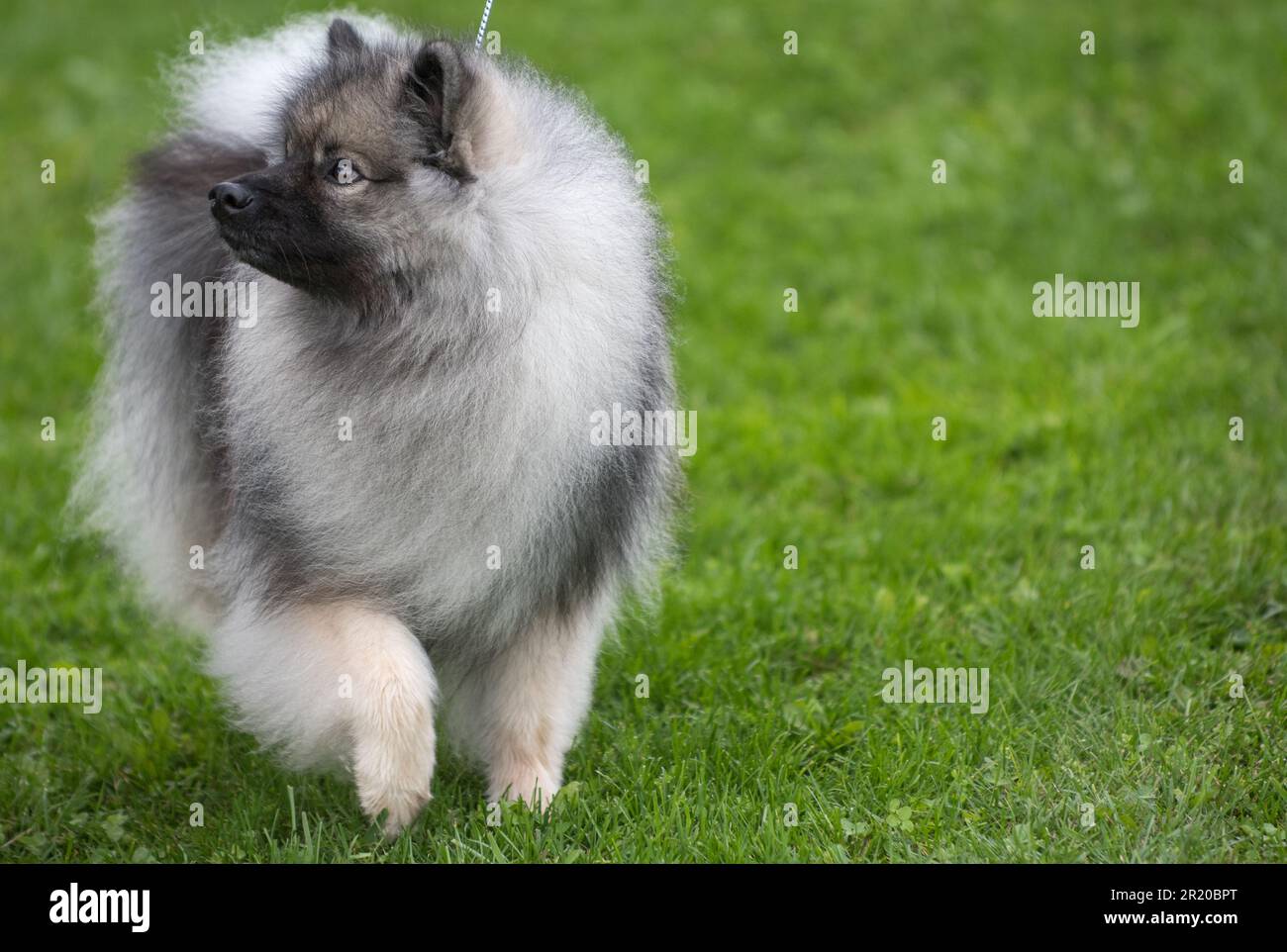 Keeshond guardando al lato nel cane mostra anello Foto Stock