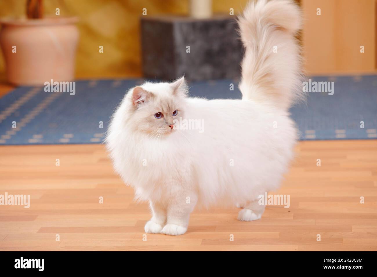 Gatto sacro di Birmania, maschio, lilla-tabby-point, 1 1/2 anni Foto Stock