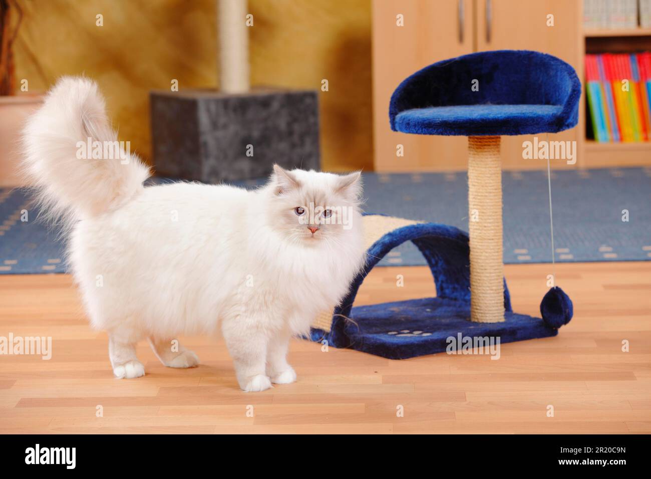 Gatto sacro di Birmania, maschio, lilla-tabby-point, 1 1/2 anni Foto Stock