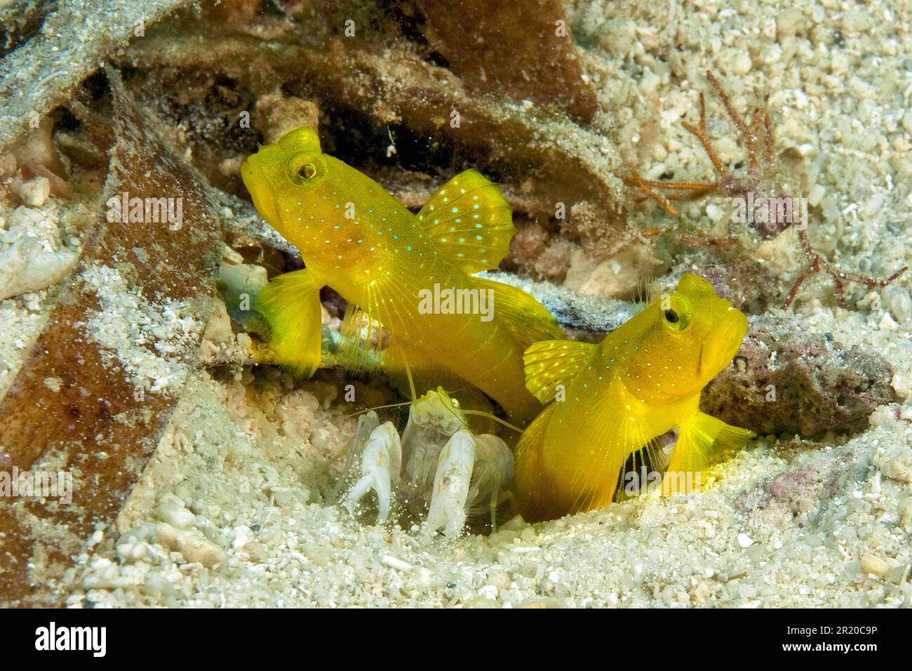 Gamberetto giallo (Cryptocentrus cinctus) e fioretto marmorizzato (Alpheus rapax) Foto Stock