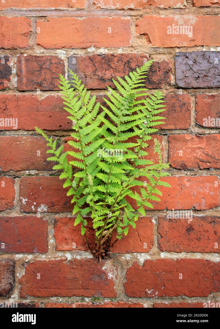 Una Fern che cresce in un muro di mattoni nel regno unito. Foto Stock