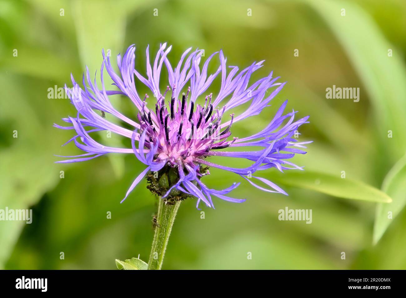 Perrenial Cornflower (Centaurea montana) cresce selvaggio in un giardino nel Kent, Regno Unito. Metà maggio Foto Stock