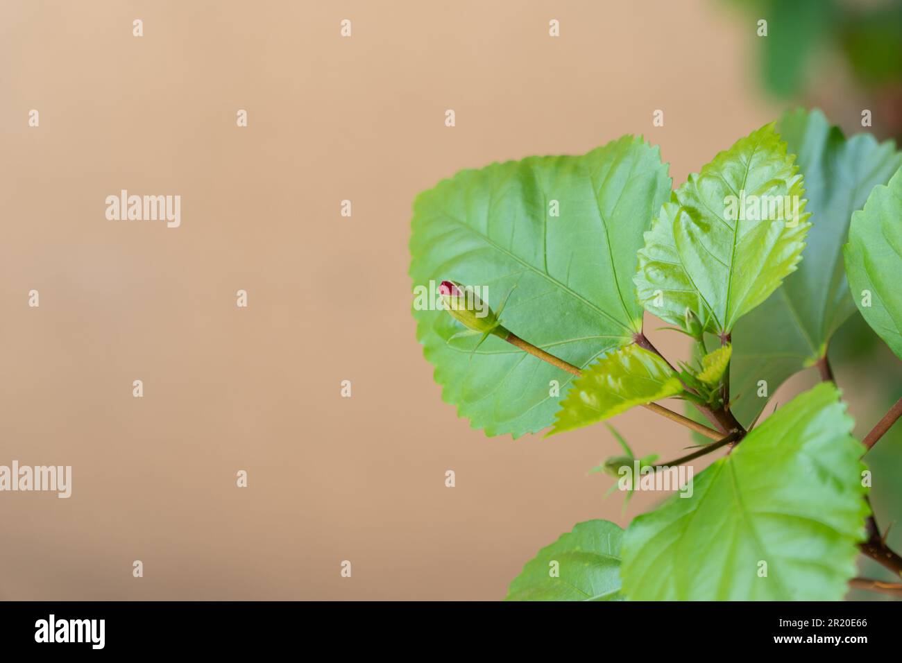 primo piano di un germoglio di fiori di ibisco che cresce sulla pianta del giardino con sfondo marrone. Foto Stock