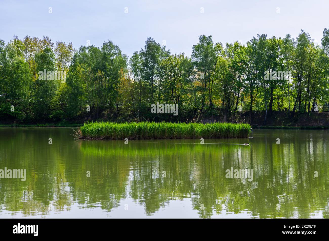 Piccolo lago Rzesa situato nel Parco di Bazantarnia a Siemianowice, Slesia, Polonia. Piccola isola coperta di canne. Singola anatra selvatica nuoto vicino. Tranqui Foto Stock