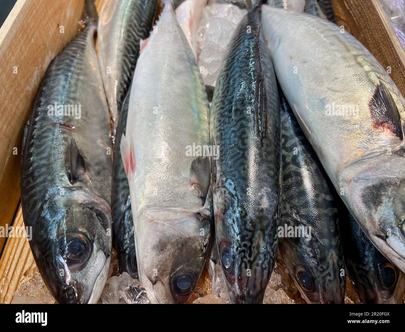 Sgombri freschi refrigerati su ghiaccio in vendita al supermercato Foto Stock