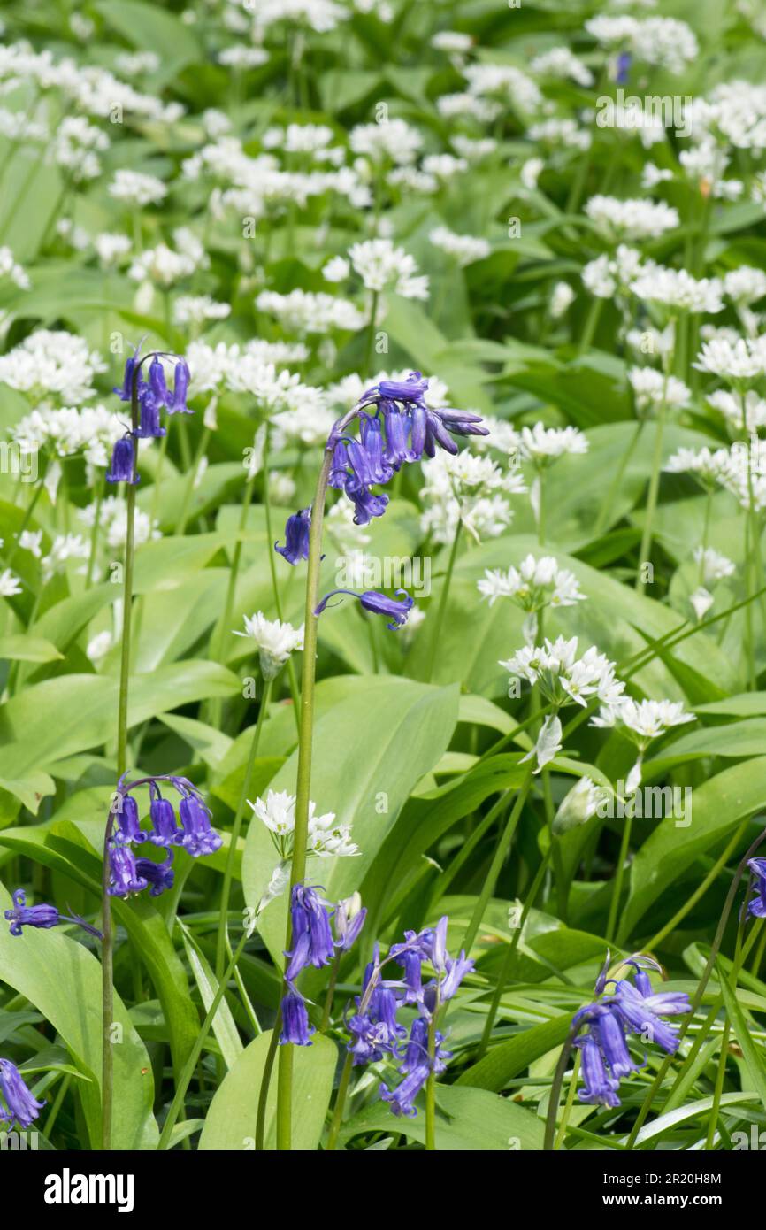 Ramsons, aglio selvatico, ursinum dell'allio, Cowleek, con Bluebells, Hyacintoides non-scripta, grande macchia mista, molti fiori, Sussex, aprile Foto Stock