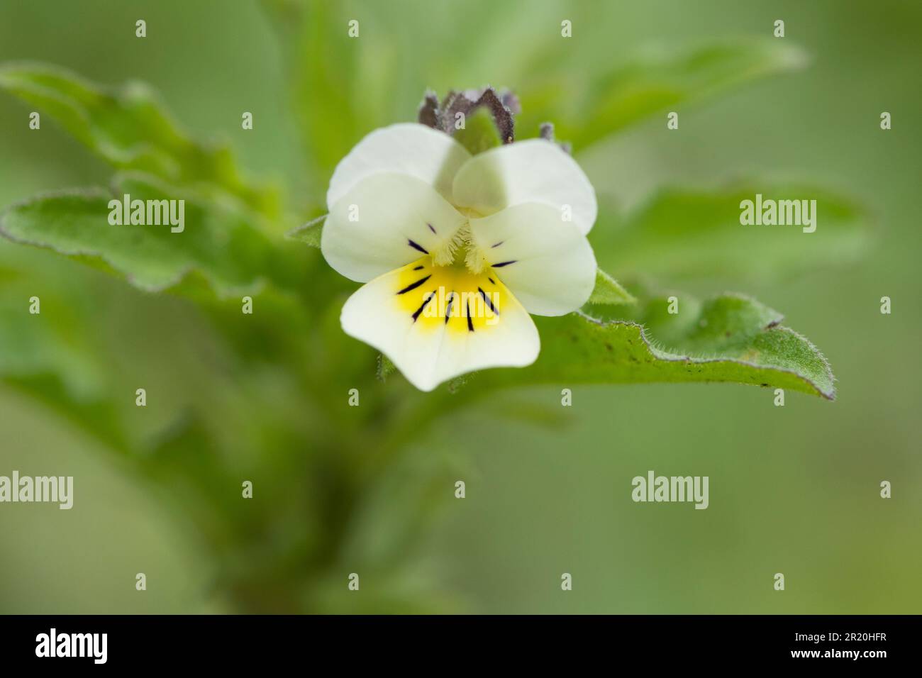 Campo Pansy, Viola arvensis, primo piano di un singolo fiore isolato, Sussex, maggio Foto Stock