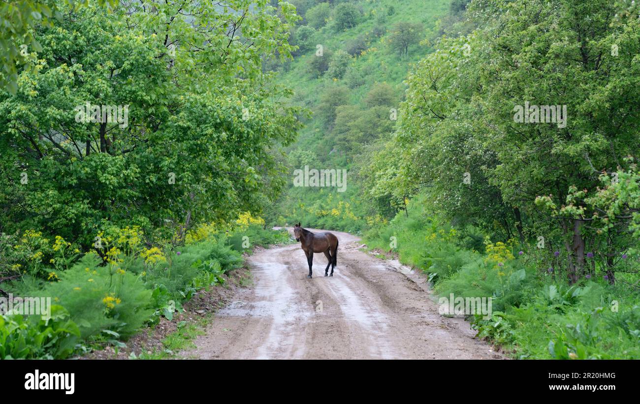 Un cavallo che si erge tranquillamente nel mezzo di una strada nella riserva naturale di Sary Chelek in Kirghizistan, sottolineando l'importanza di preservare la bea naturale Foto Stock