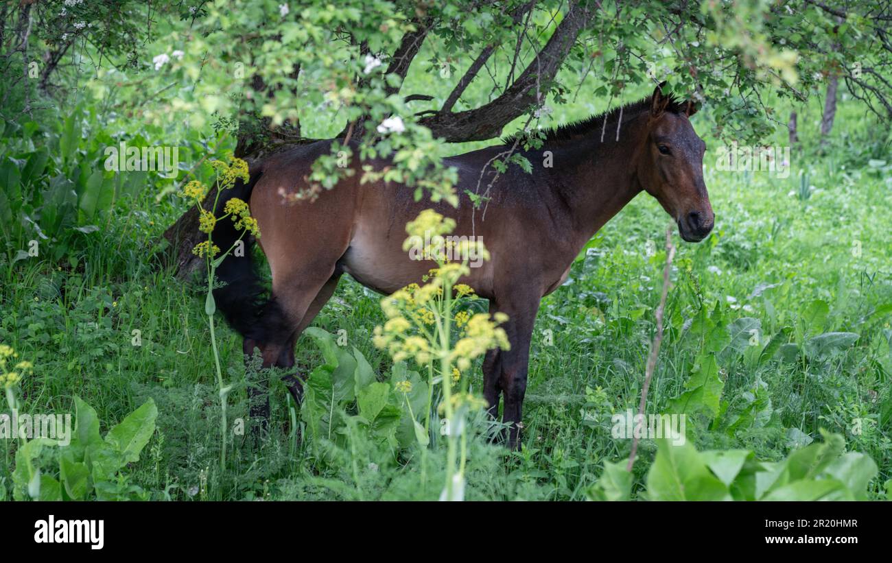 Un cavallo in piedi tranquillamente nella riserva naturale di Sary Chelek in Kirghizistan, sottolineando l'importanza di preservare la bellezza naturale e la biodiversità Foto Stock